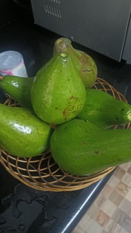 Avocado variety on display