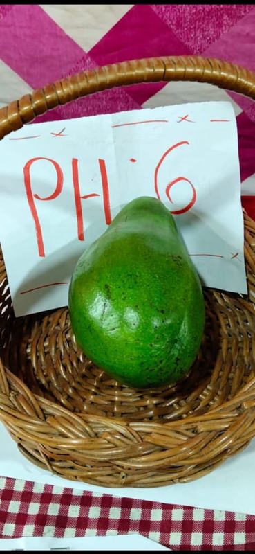 Avocado variety on display
