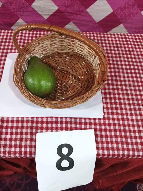 Avocado variety on display