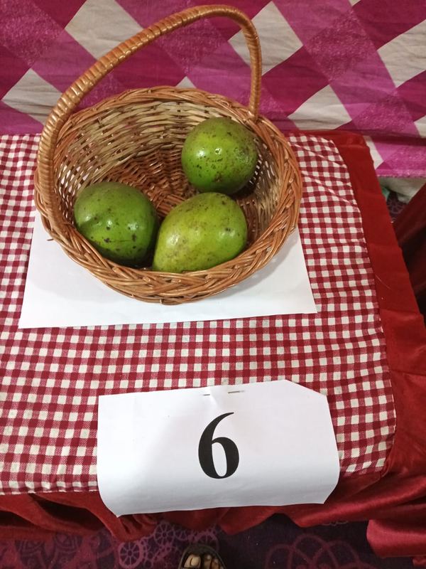 Avocado variety on display