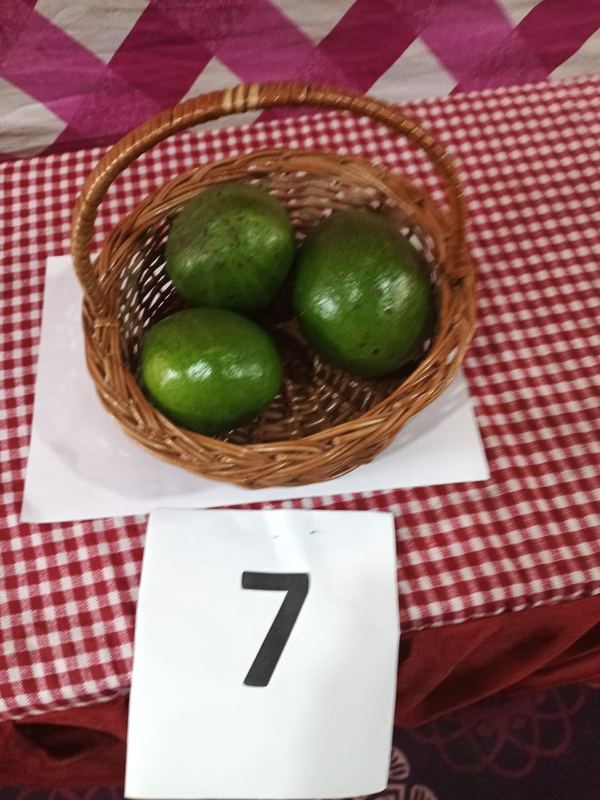 Avocado variety on display