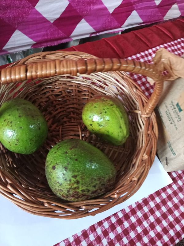 Avocado variety on display