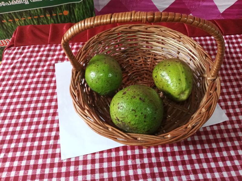 Avocado variety on display