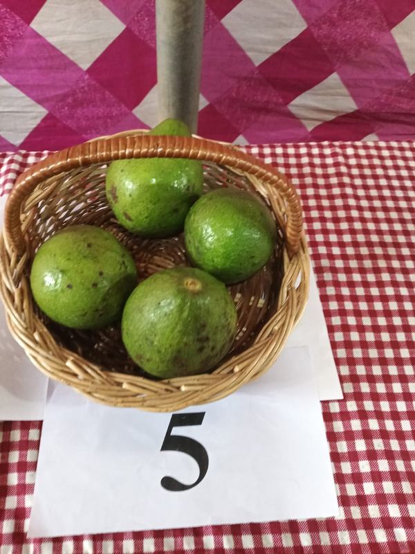 Avocado variety on display
