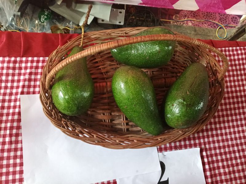 Avocado variety on display