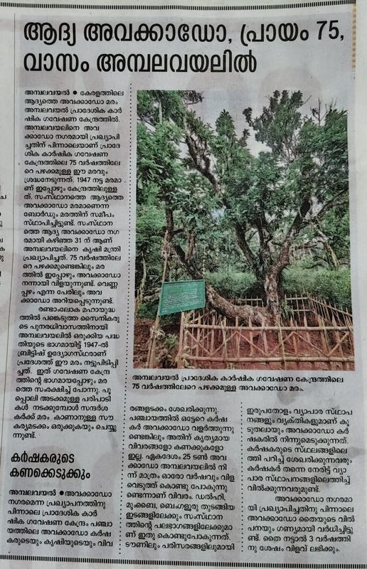 Wayanad's oldest avocado tree