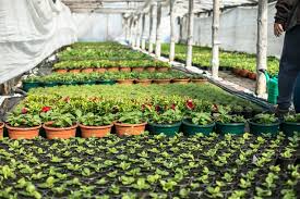 Agriculture Nursery