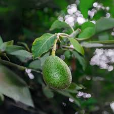 Bulk Avocado Boxes