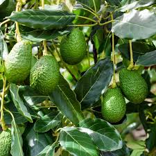 Fresh Hass Avocados