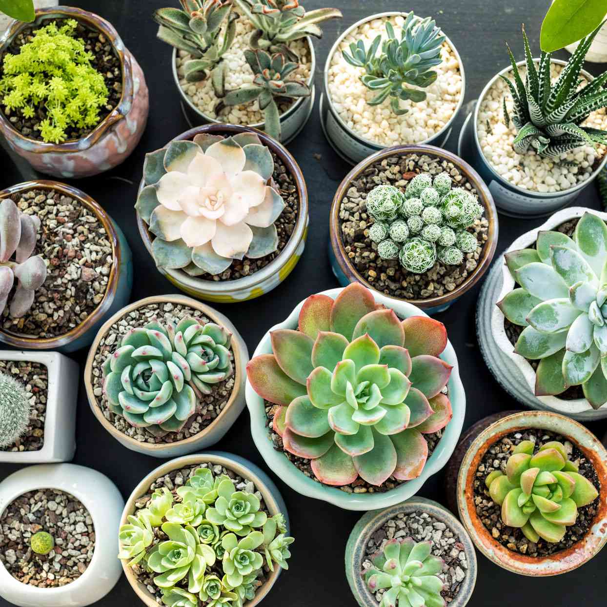 indoor plants