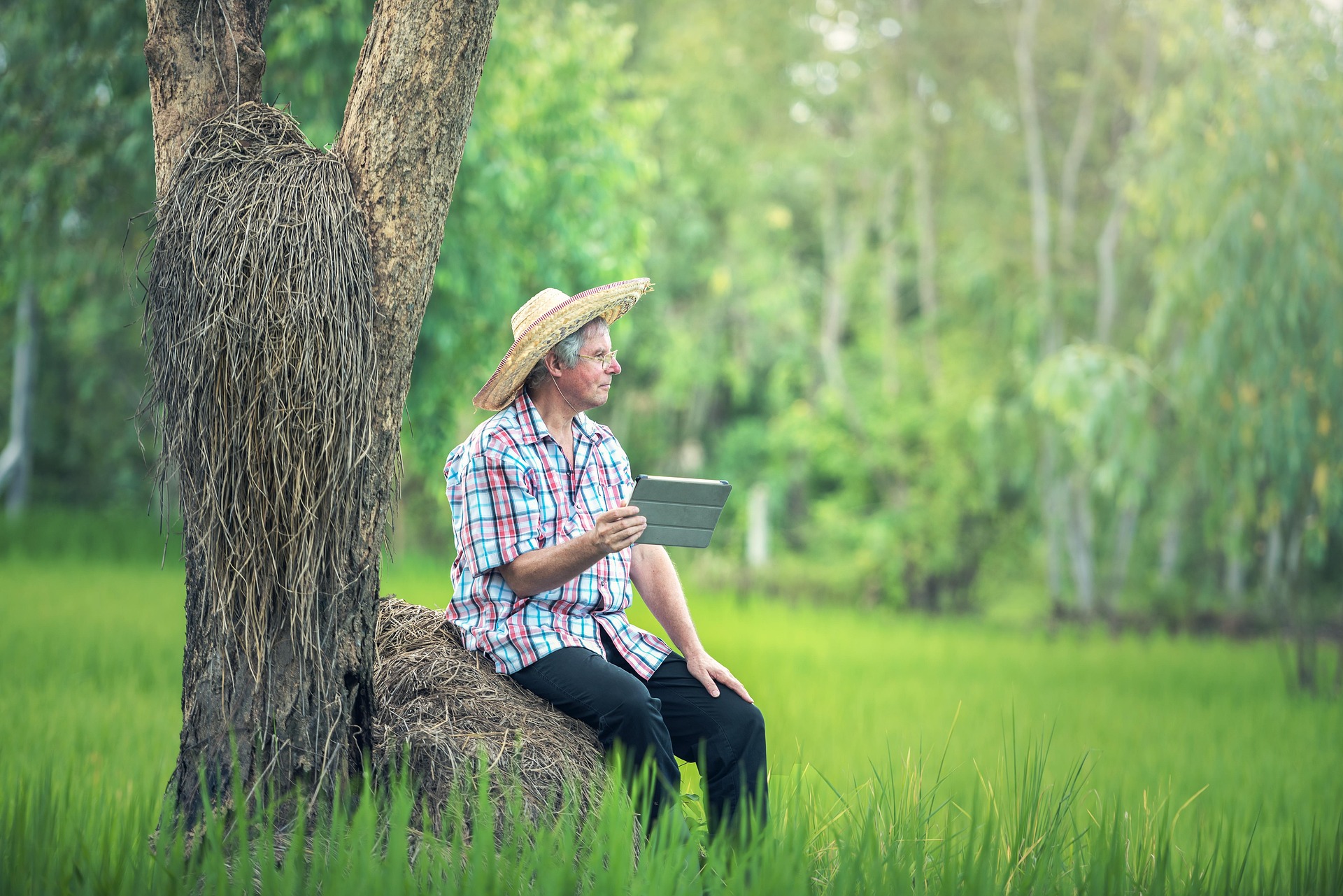 Farmers working in the field